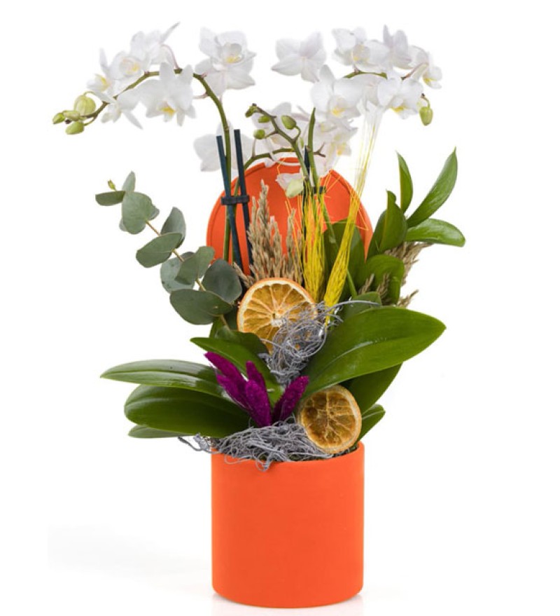 Beyaz 2 Dal Midi Orkide