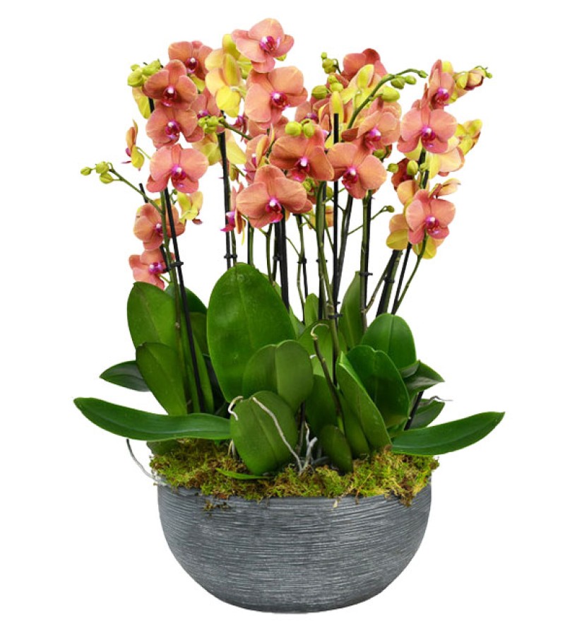 Premium Ateş Orkideleri