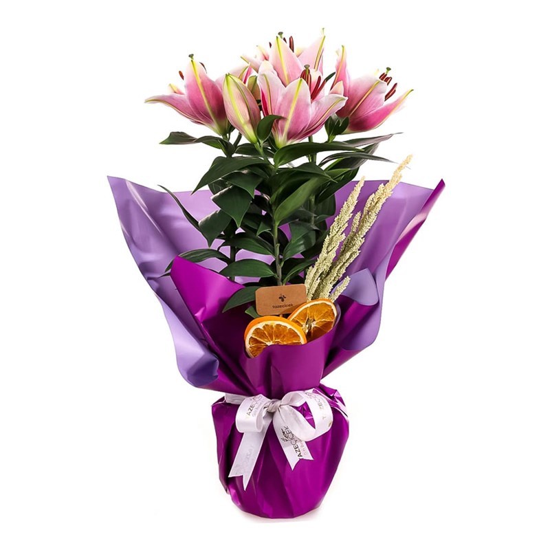 Graceful Pink Great Saksı Lilyum Zambak