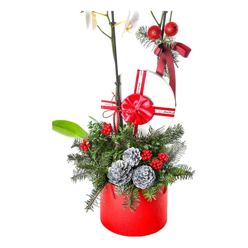 New Year Dream Kokina ve Orkide