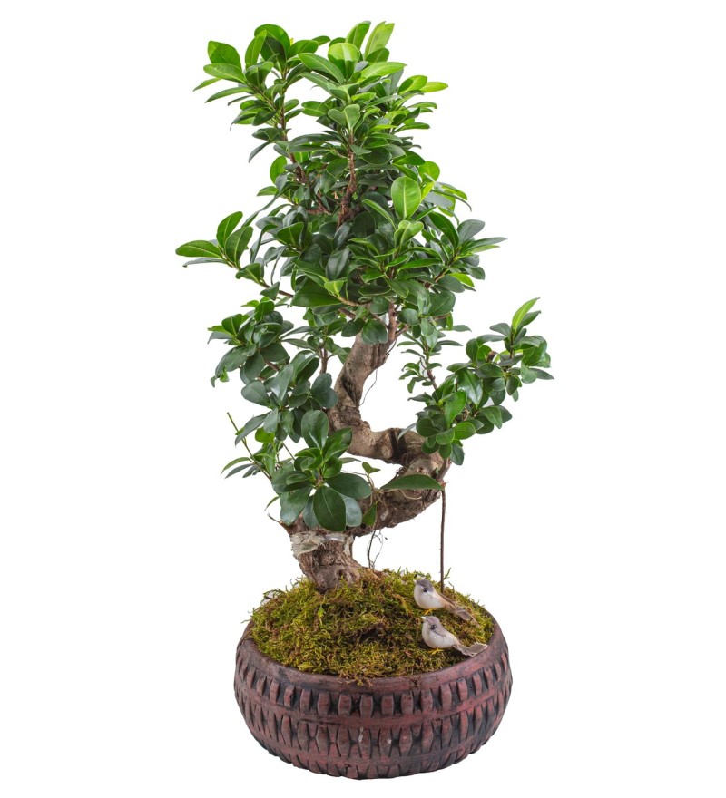 Ficus Bonsai 60 cm