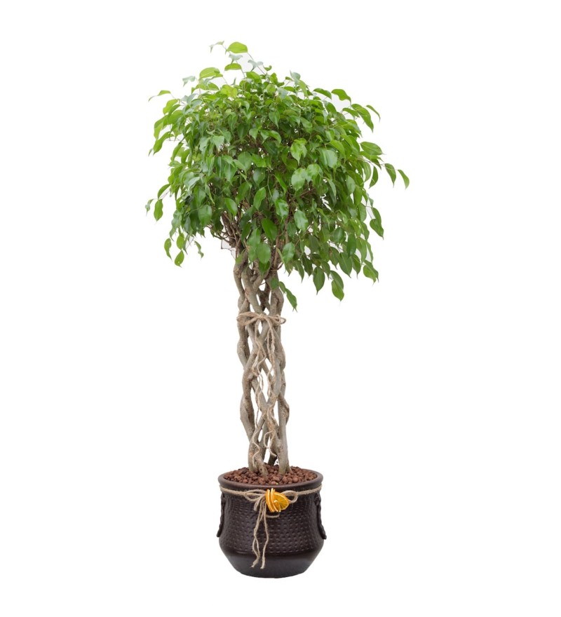 Küp Saksıda Örgülü Benjamin