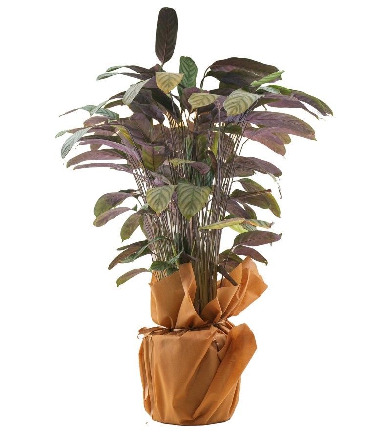 Calathea (Dua Bitkisi)