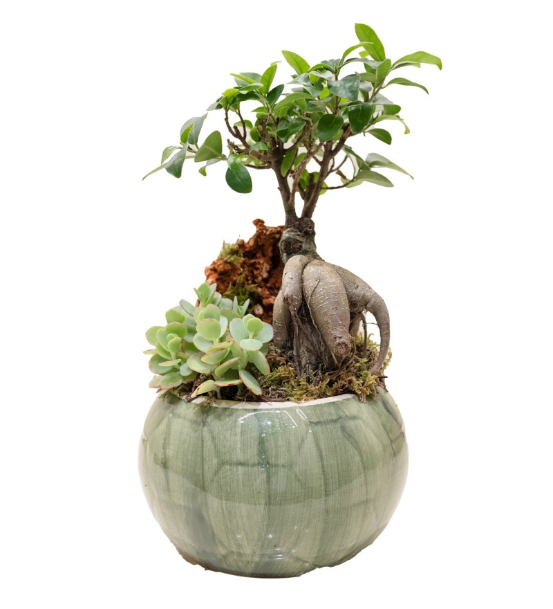 Bonsai Bahçesi