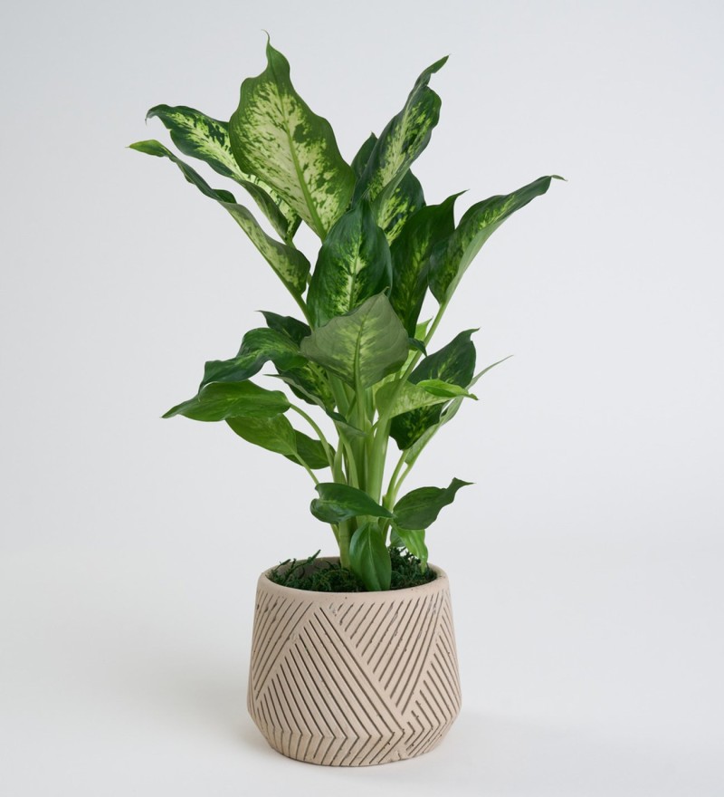 Geometrik Çizgili Beton Saksıda Camilla Difenbahya