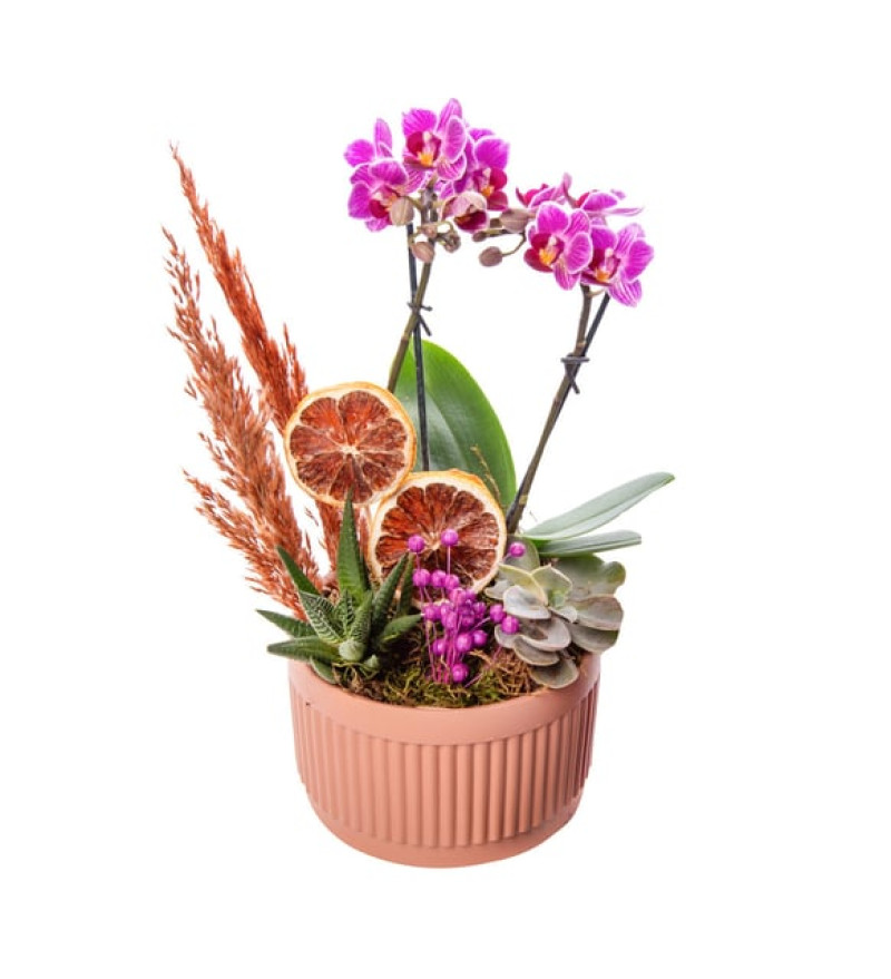Kiremit Saksıda Çiftli Mini Orkide