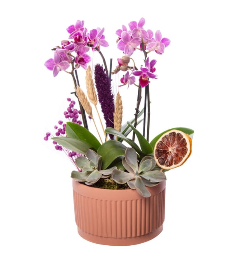 Kiremit Saksıda 4 Dal Mini Çiftli Mini Orkide