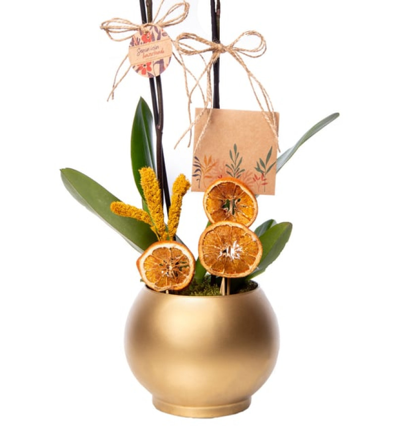 Senin İçin Altın Saksıda Kırmızı Çiftli Orkide