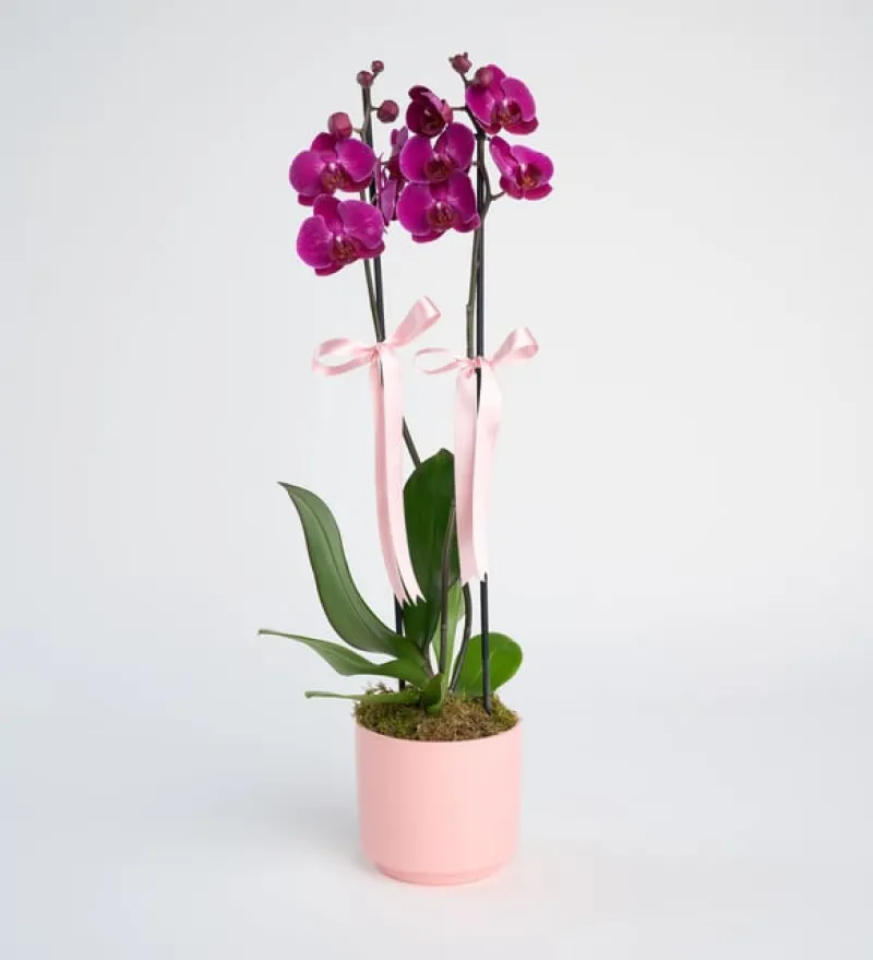 Pembe Beton Saksıda Çiftli Mor Orkide