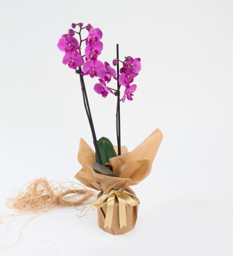 Kurdeleli Kraft Saksıda Mor Çiftli Orkide