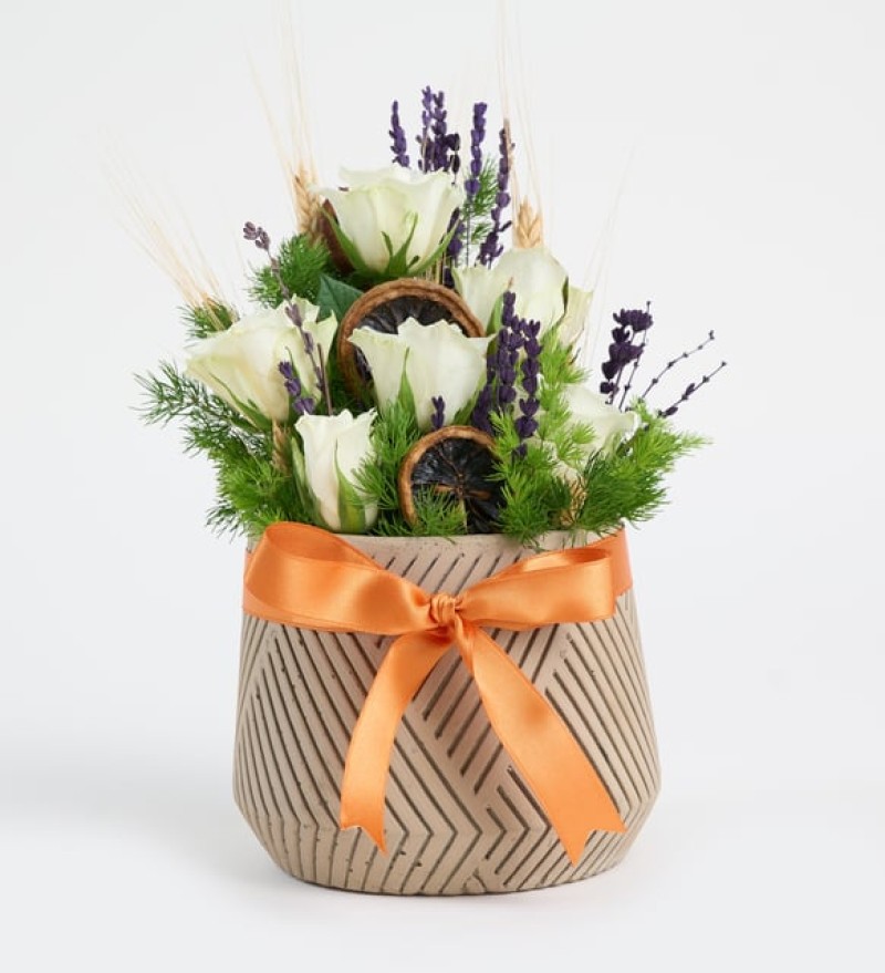 Geometrik Çizgi Desenli Saksıda İthal Beyaz Güller