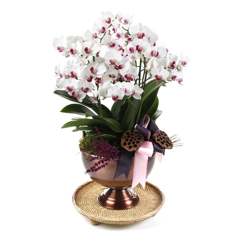 Deluxe Pink & White Orkide