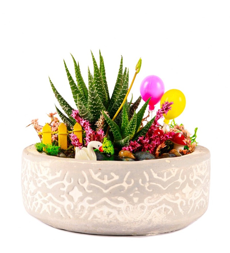 Beton Saksıda Balonlu Haworthia Teraryum