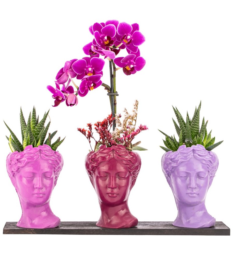 Trio Mini Helen Serisi Haworthia ve Tek Dal Orkide Tasarım - Pink Colors