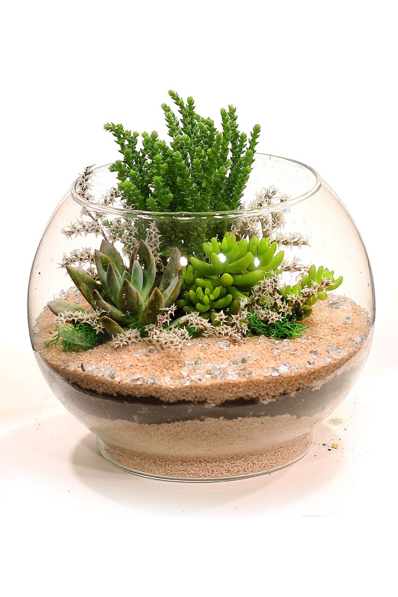 Teraryum Sukulent Bahçesi